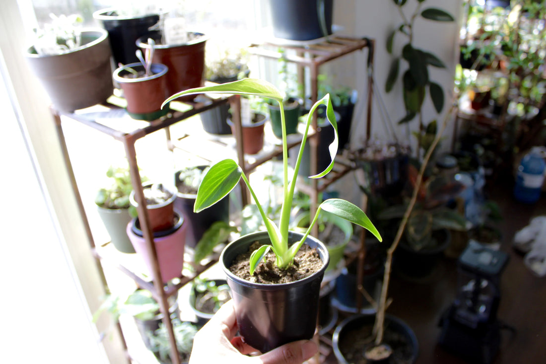 Young Monstera Burle Marx Flame plant held in hand with indoor potted plants in the background, bright natural light highlighting the smooth green leaves.