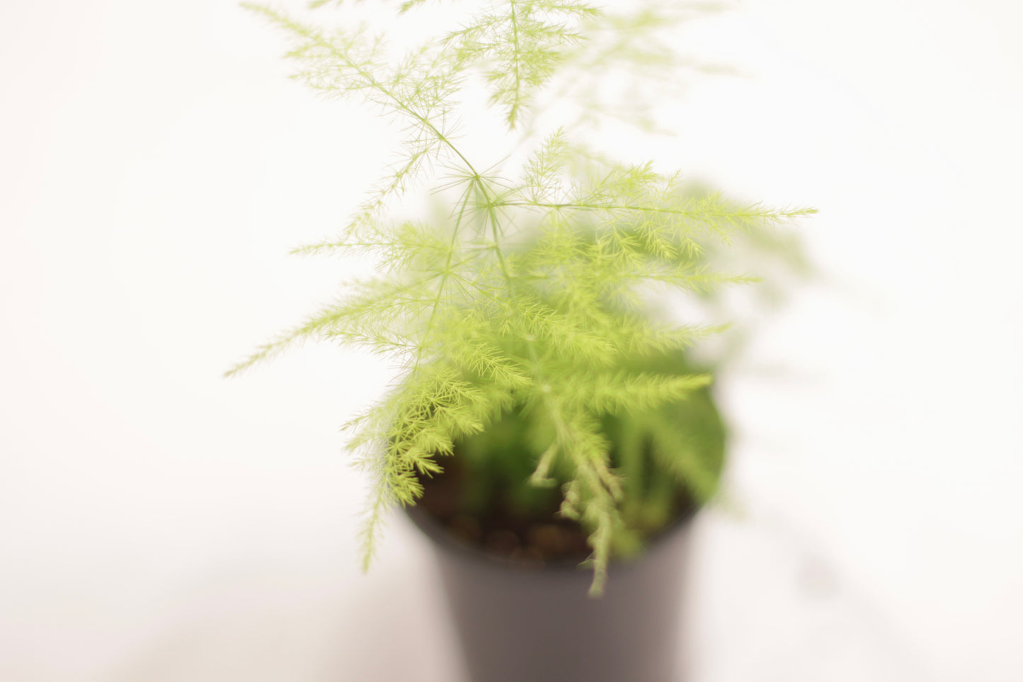 Fern Plumosa, Asparagus Fern