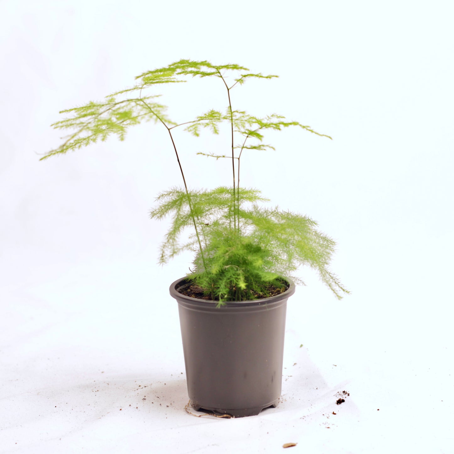 Fern Plumosa, Asparagus Fern