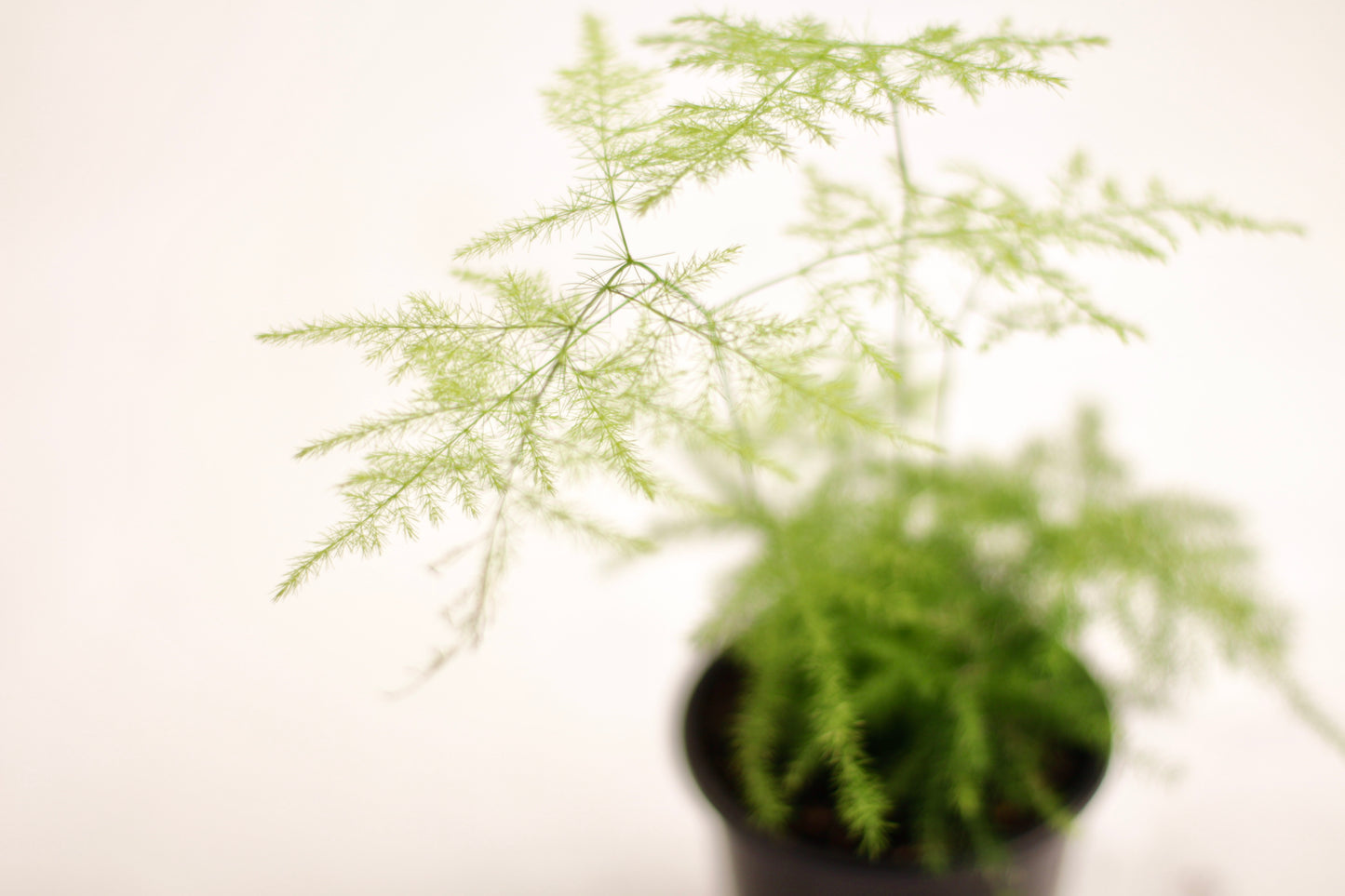 Fern Plumosa, Asparagus Fern