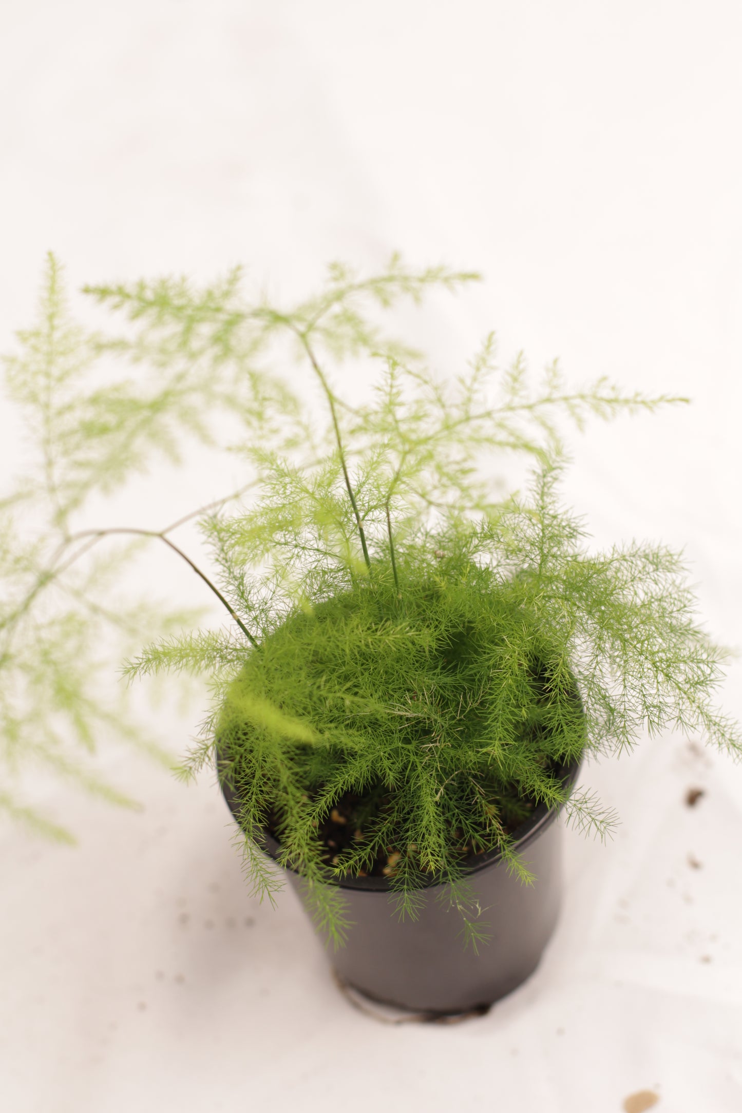 Fern Plumosa, Asparagus Fern