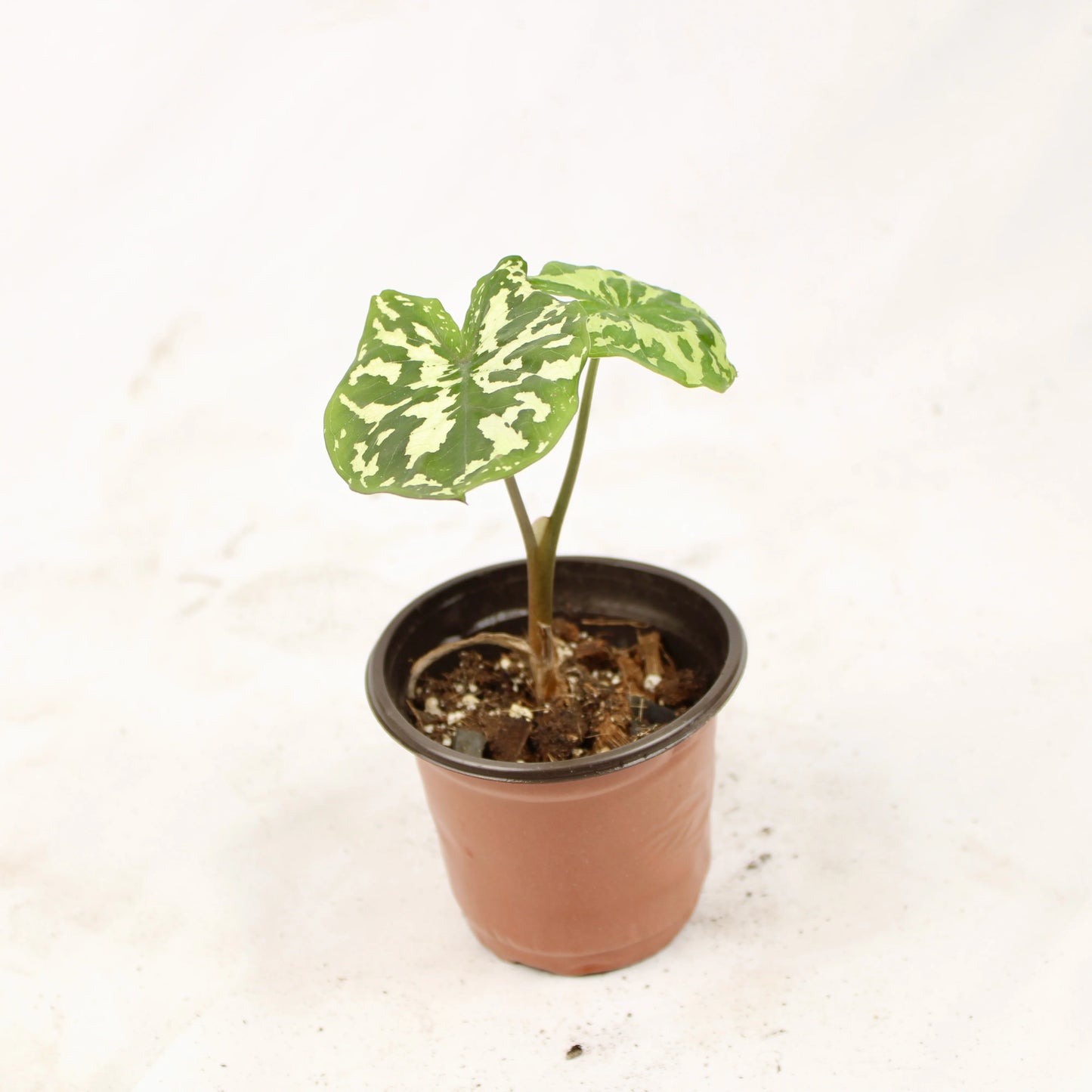 Alocasia Hilo Beauty, Caladium praetermissum