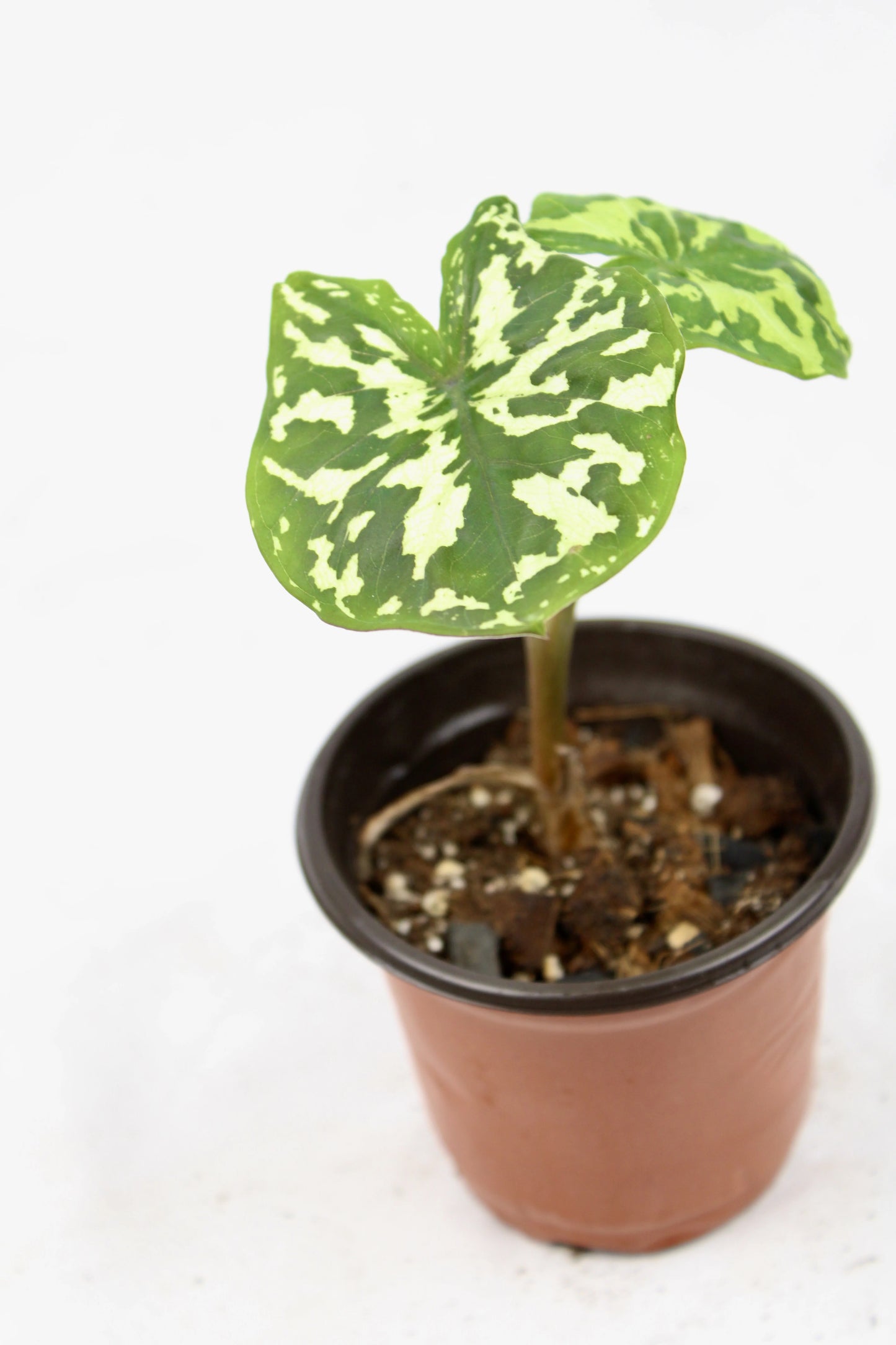 Alocasia Hilo Beauty, Caladium praetermissum