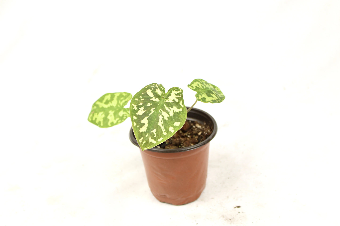 Alocasia Hilo Beauty, Caladium praetermissum