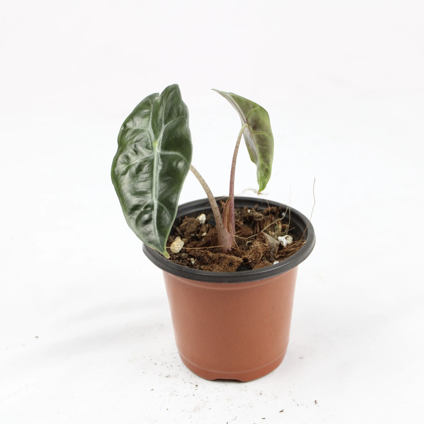 Alocasia Polly (Alocasia x amazonica ‘Polly’)