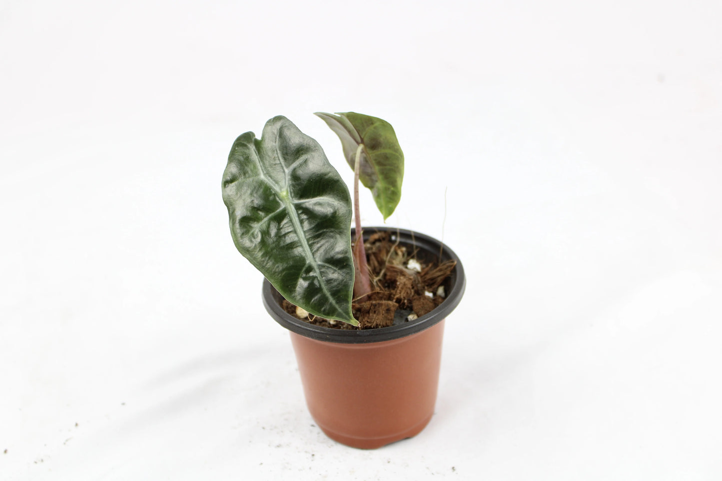 Alocasia Polly (Alocasia x amazonica ‘Polly’)