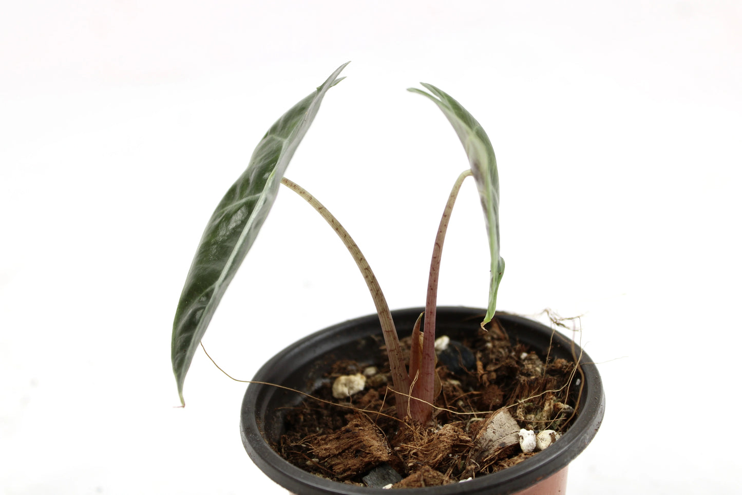 Alocasia Polly (Alocasia x amazonica ‘Polly’)