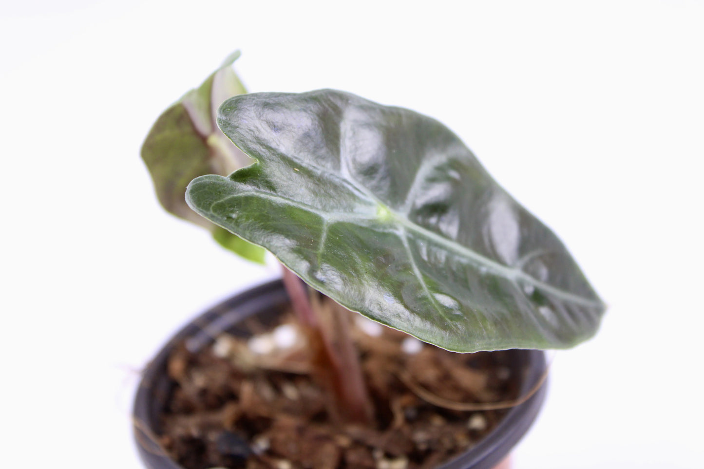 Alocasia Polly (Alocasia x amazonica ‘Polly’)