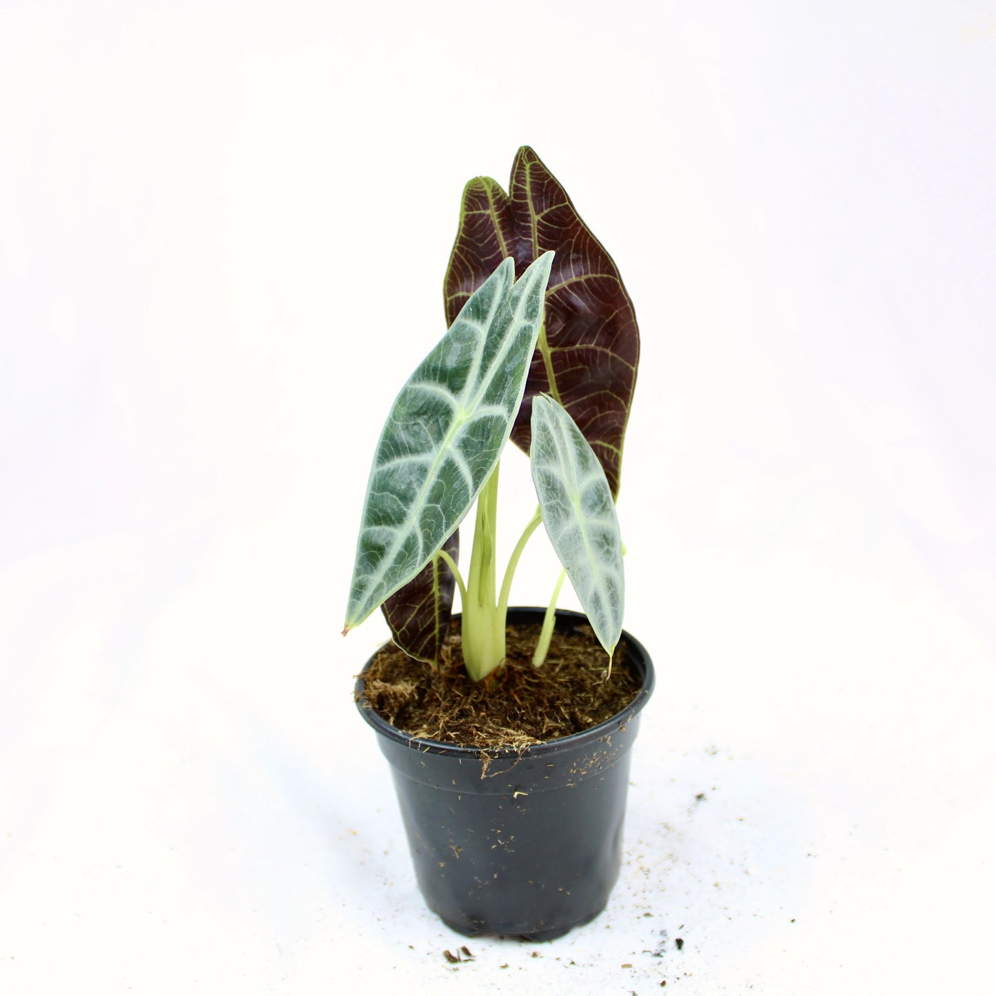 Alocasia Watsoniana 'Lightning'