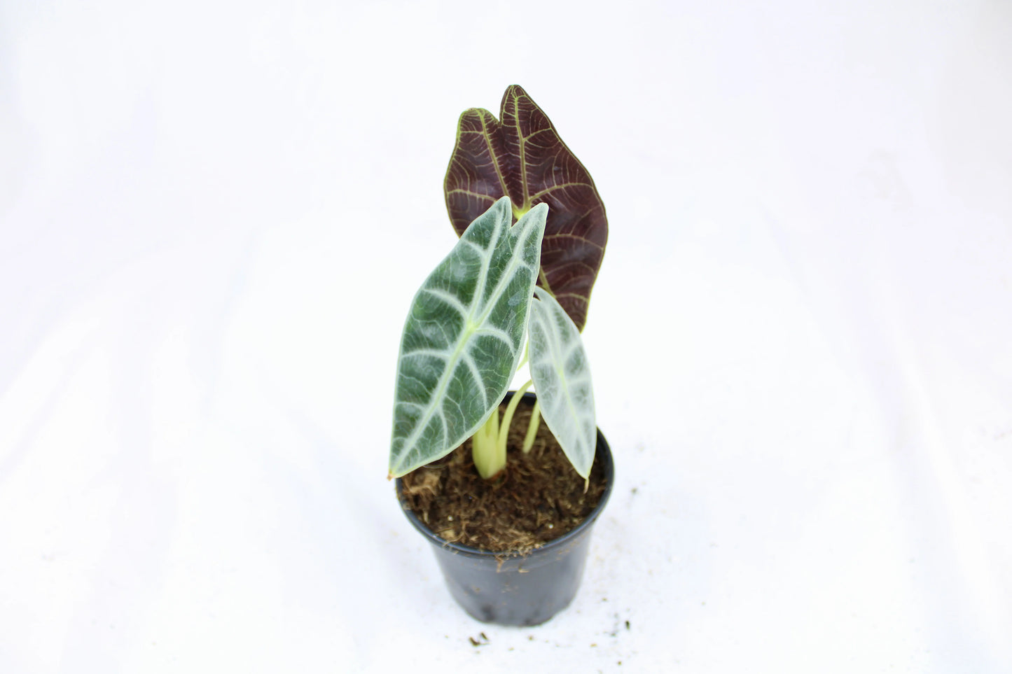 Alocasia Watsoniana 'Lightning'