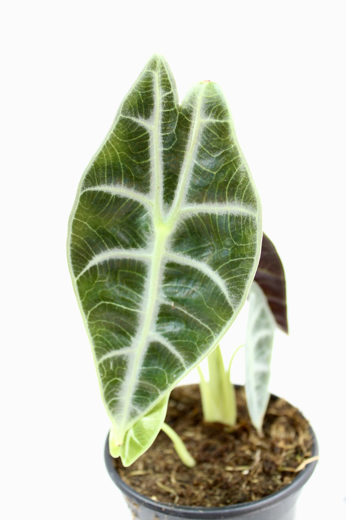Alocasia Watsoniana 'Lightning'