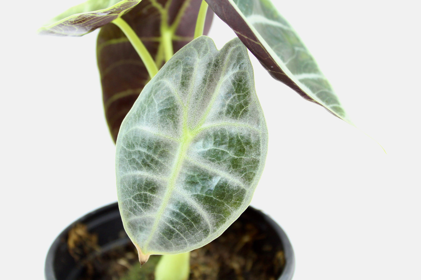 Alocasia Watsoniana 'Lightning'