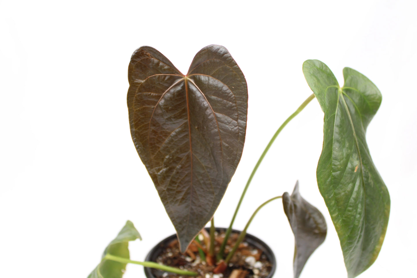 Anthurium Queen of Hearts (Anthurium 'queen of hearts')
