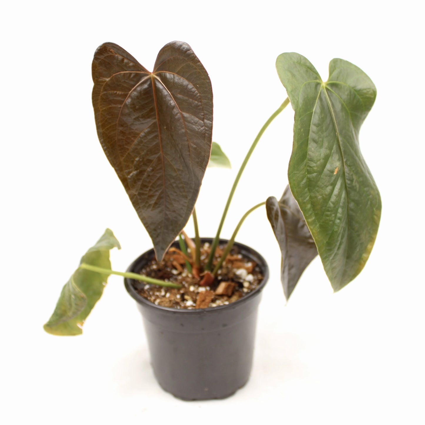 Anthurium Queen of Hearts (Anthurium 'queen of hearts')