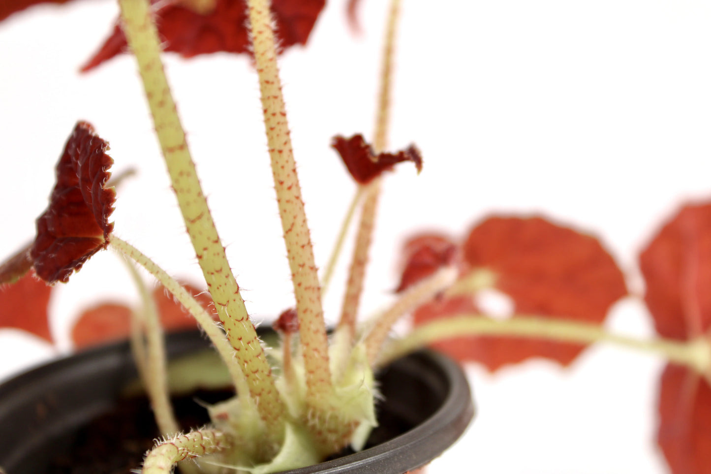Begonia Rex Autumn Ember