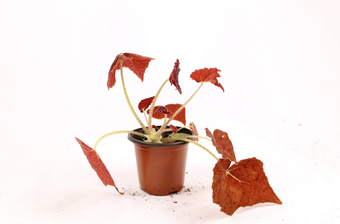 Begonia Rex Autumn Ember
