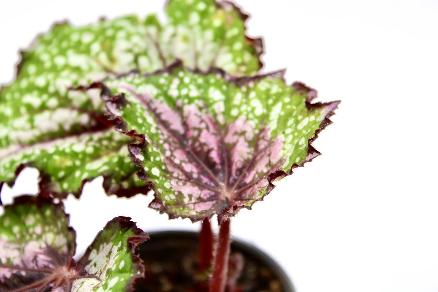 Begonia Rex Bostella