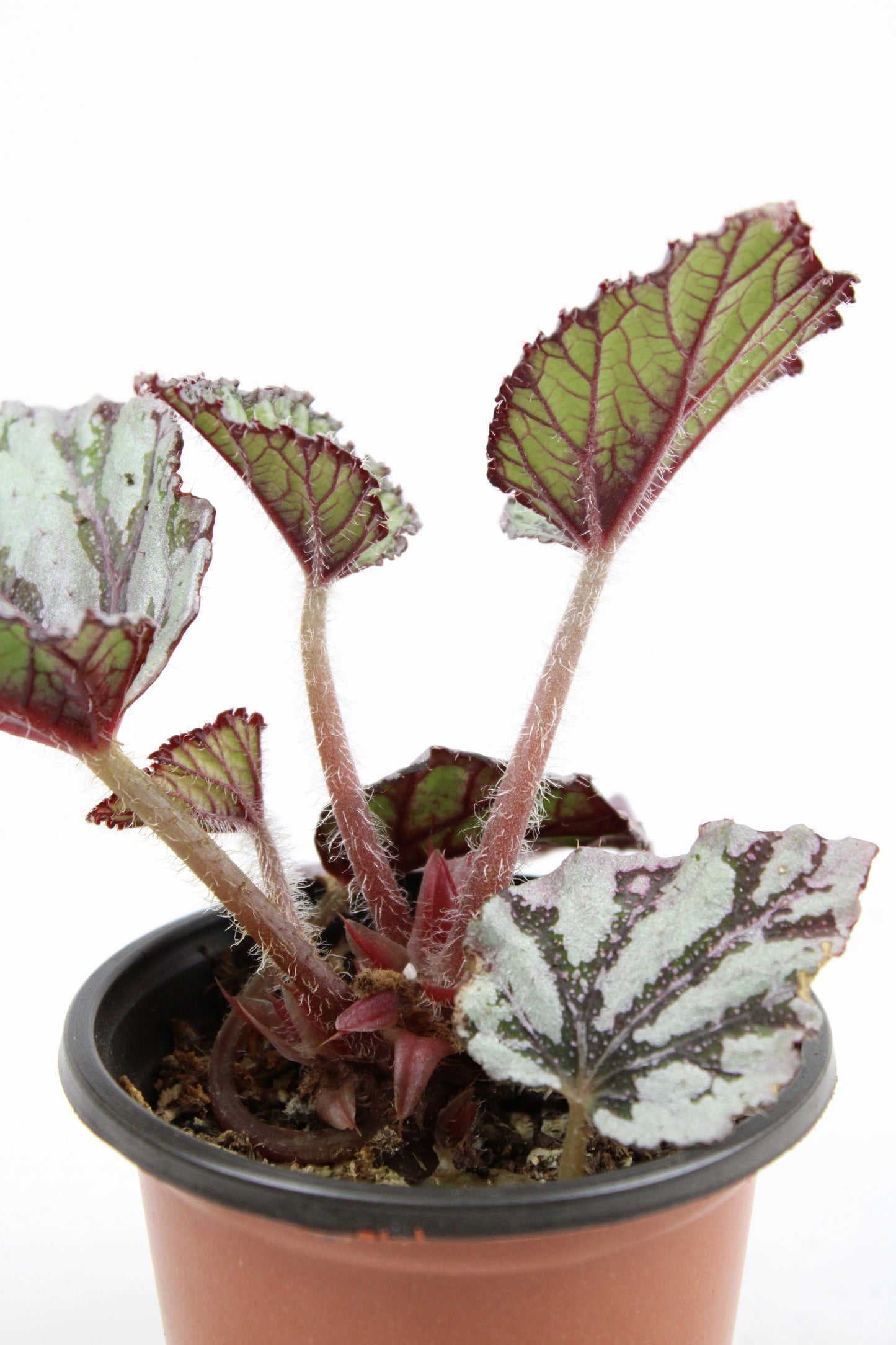 Begonia Rex Dew Drop