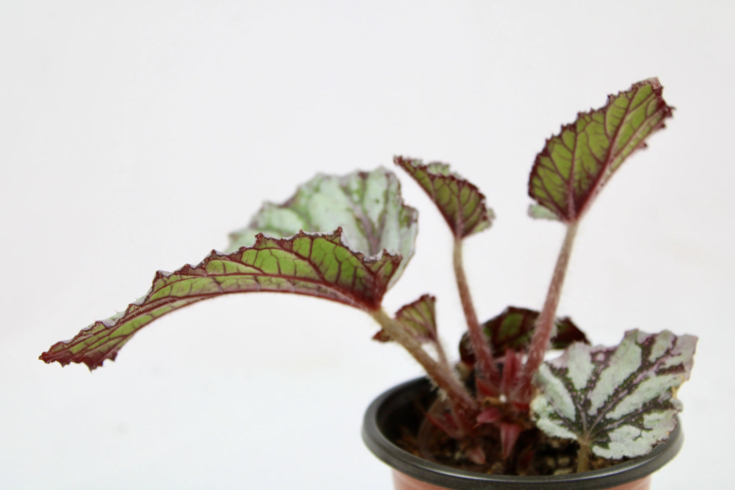 Begonia Rex Dew Drop