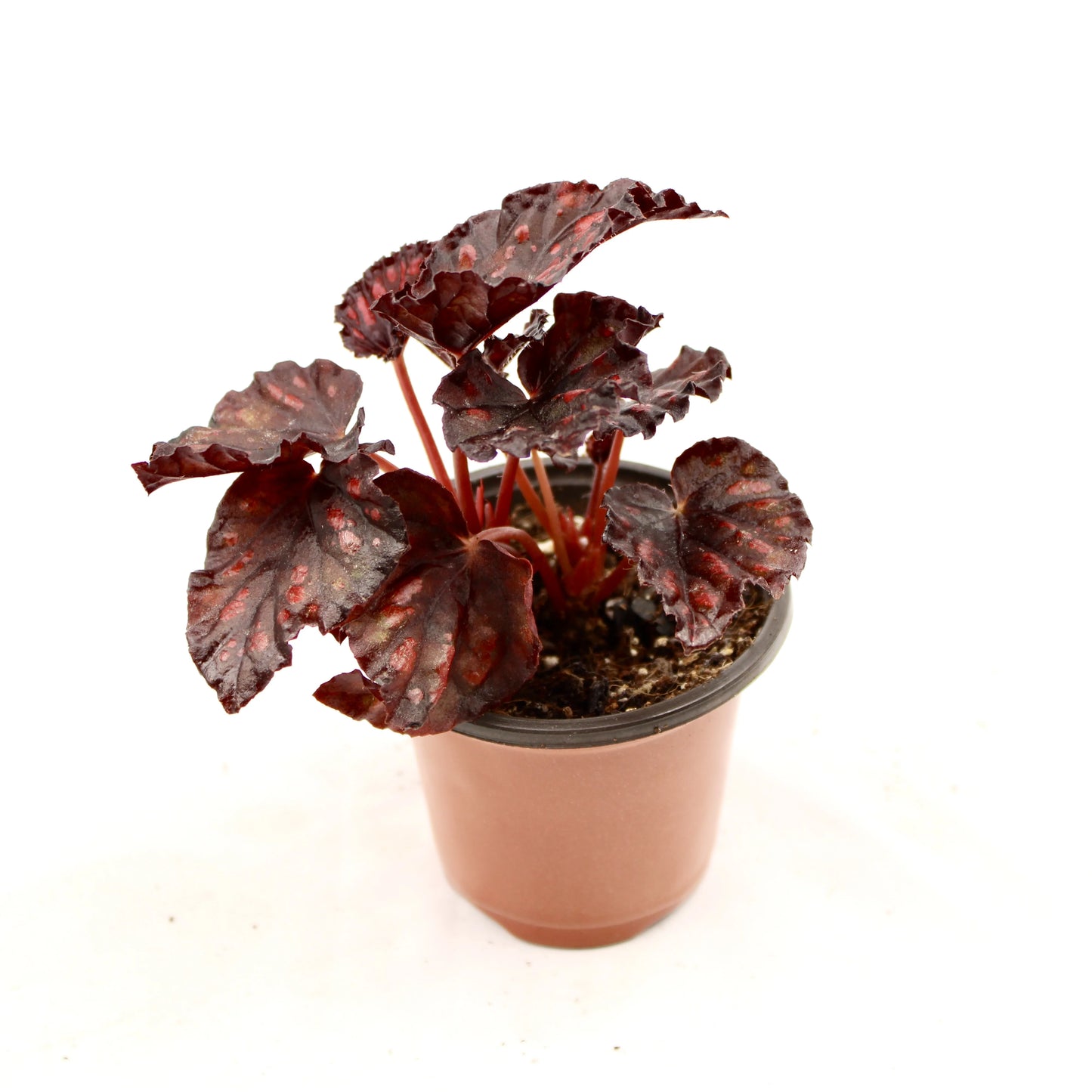 Begonia Rex Rumba
