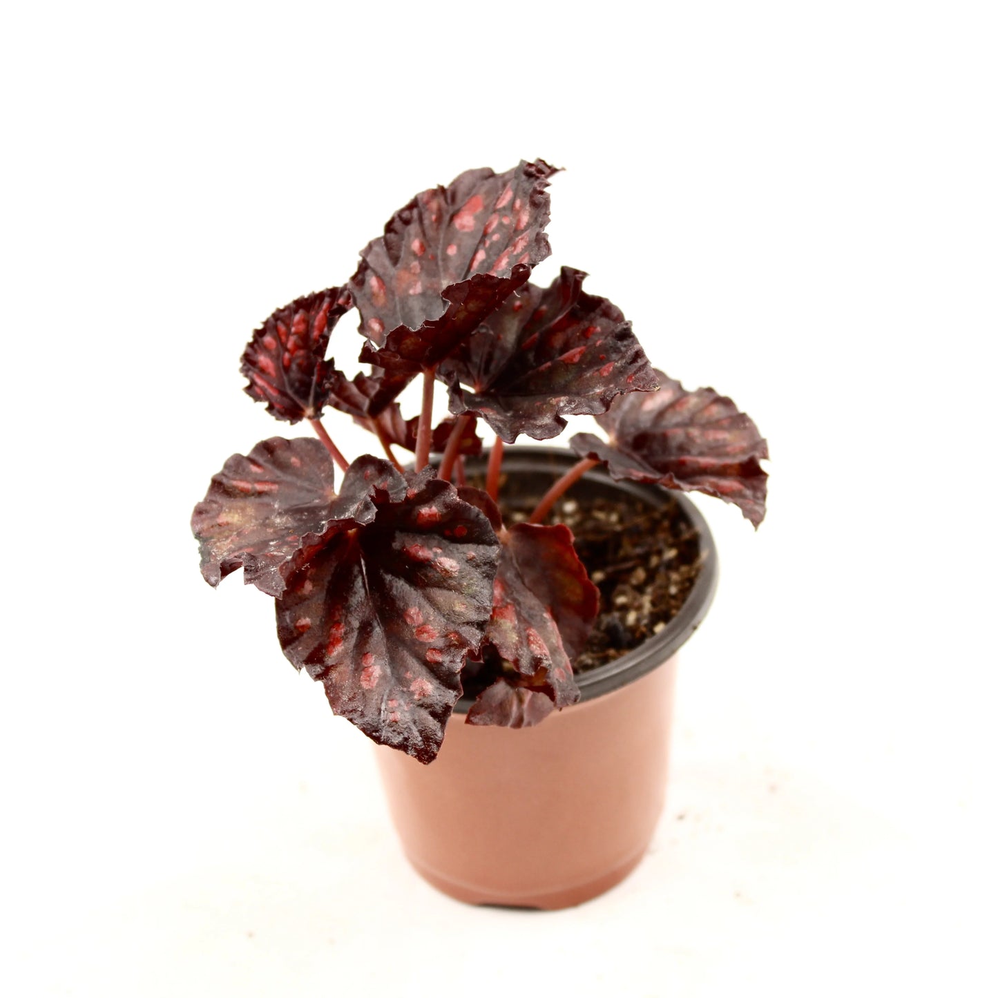 Begonia Rex Rumba