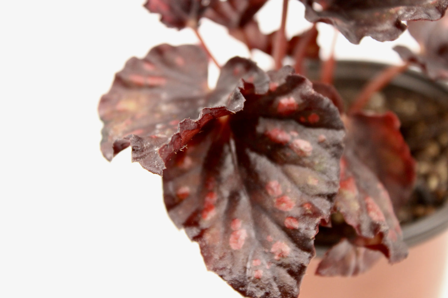 Begonia Rex Rumba