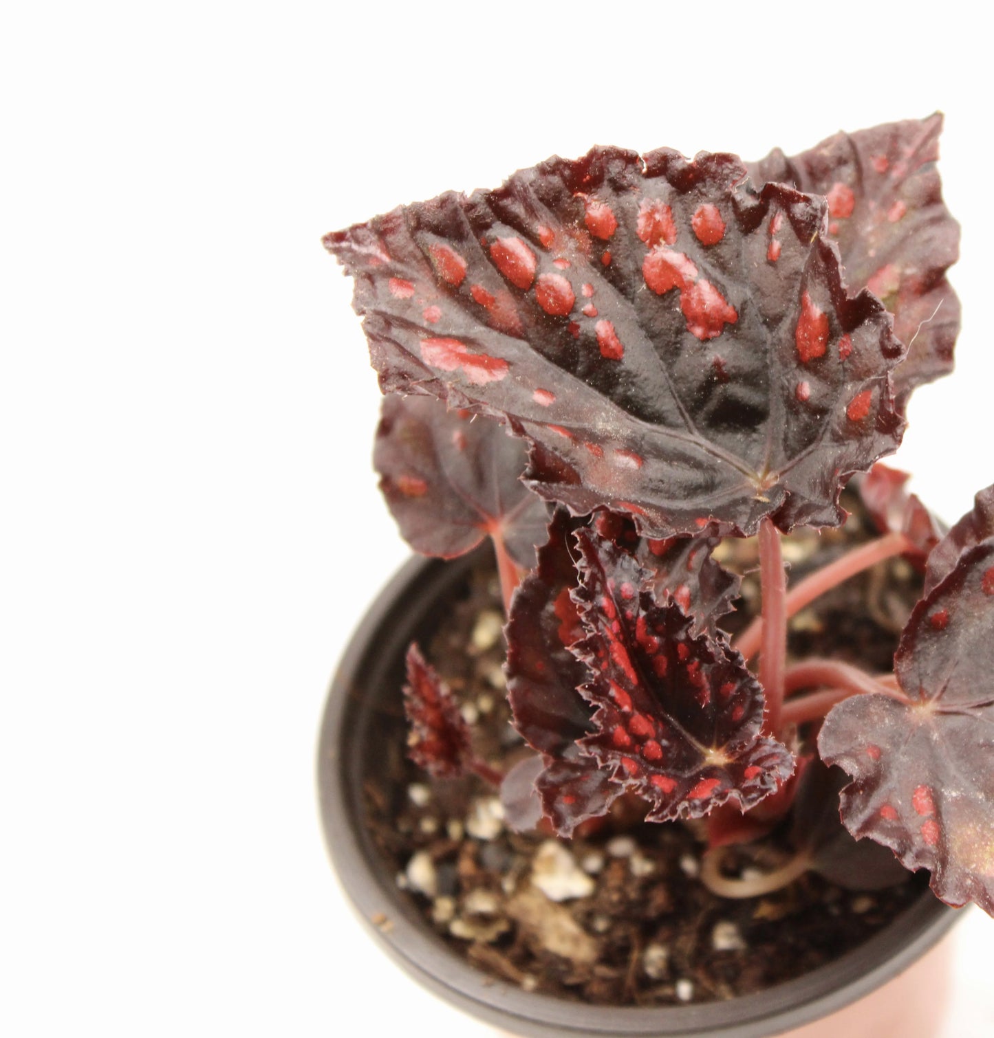 Begonia Rex Rumba