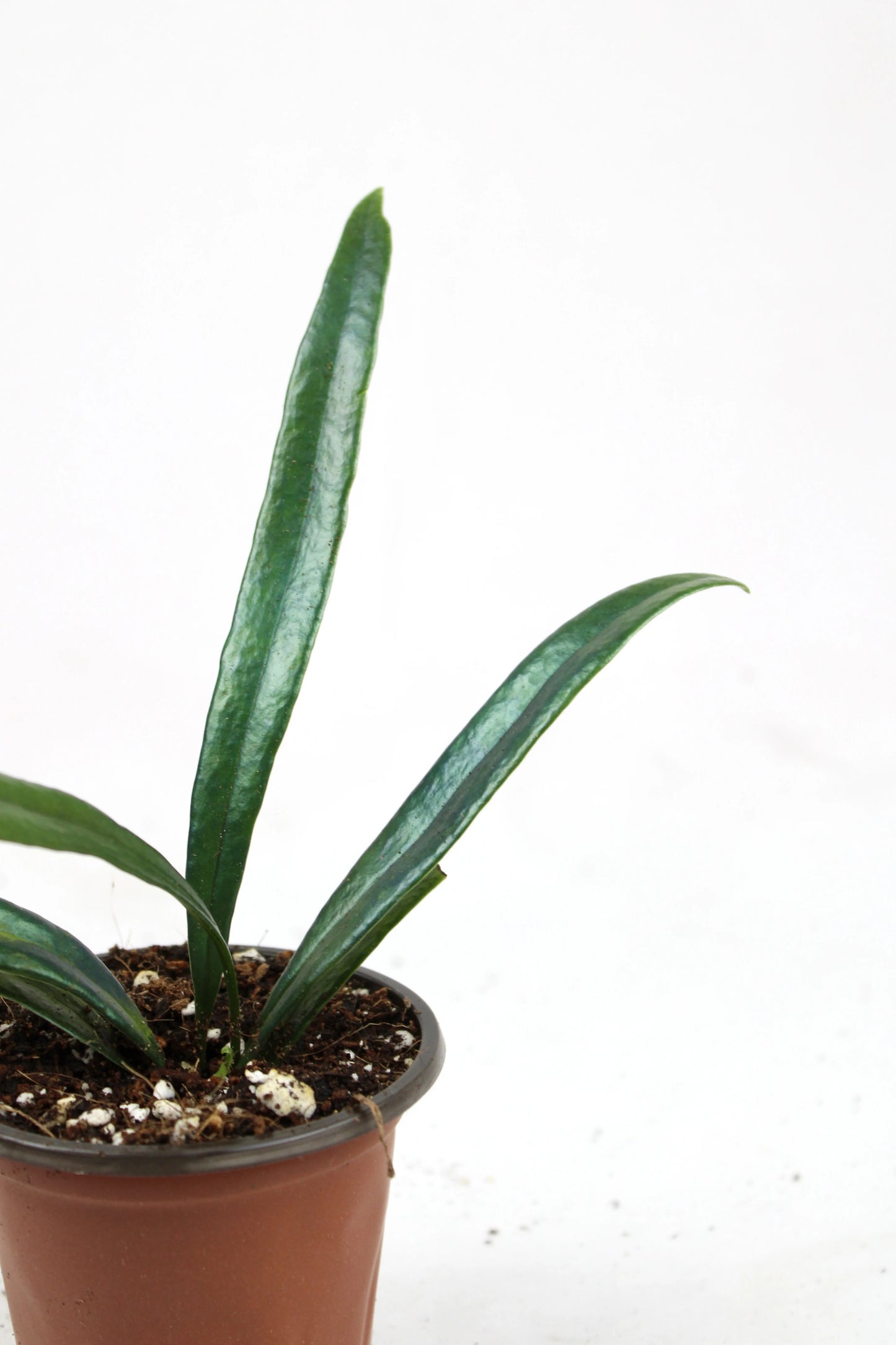 Blue Oil Fern (Microsorum Thailandicum)