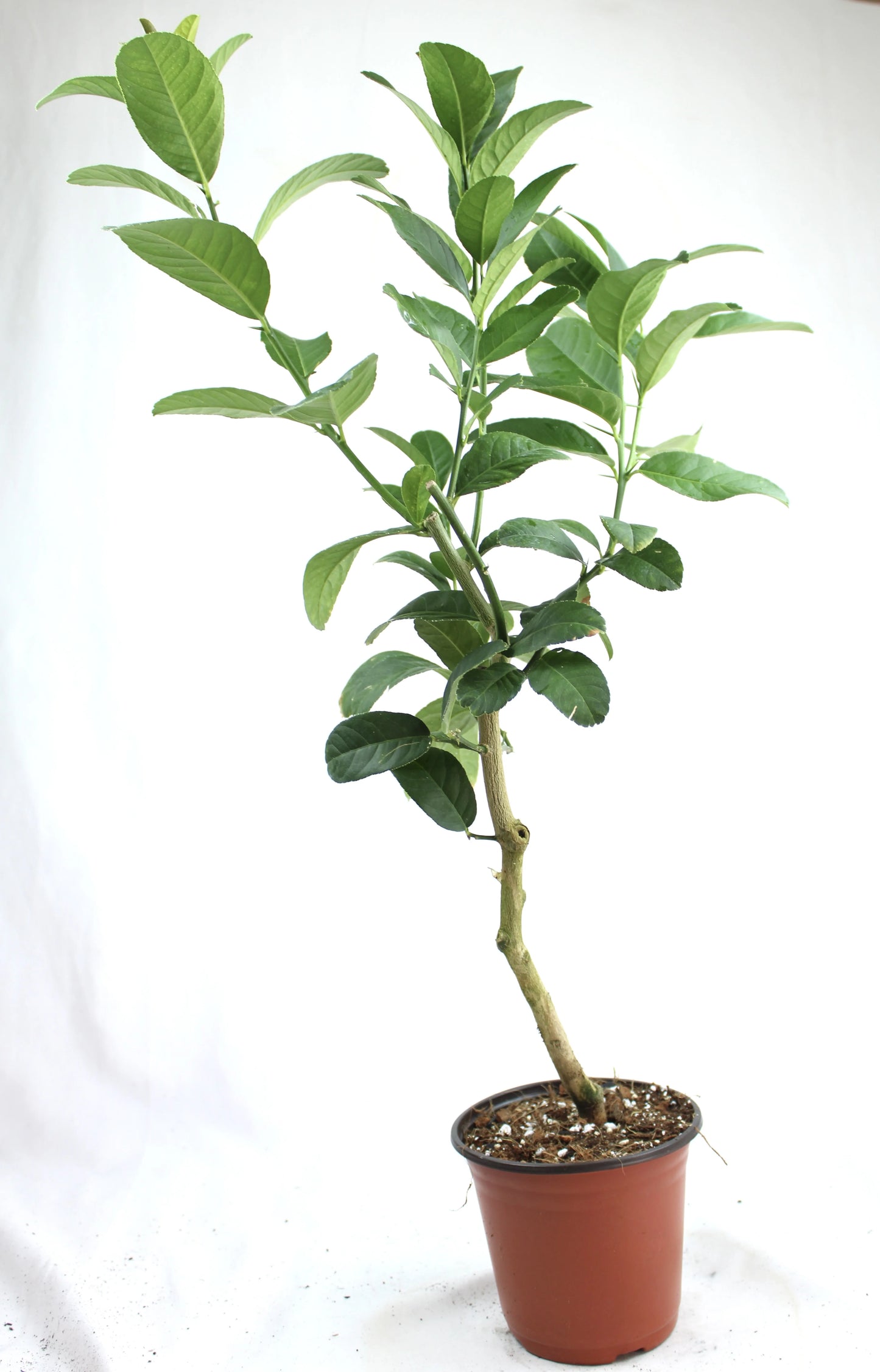 Buddha’s Hand, Citrus medica Var. Sarcodactylis