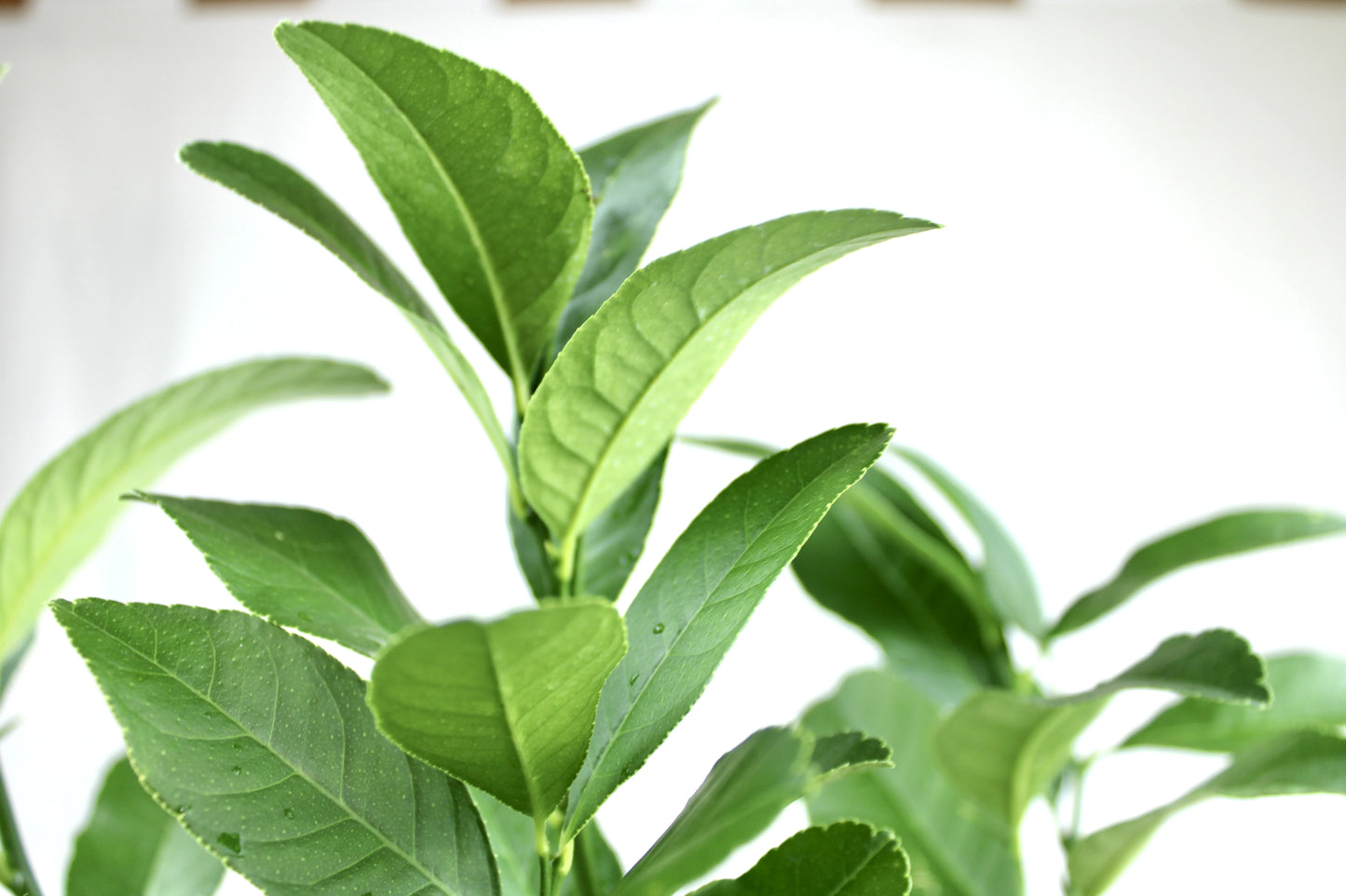 Buddha’s Hand, Citrus medica Var. Sarcodactylis
