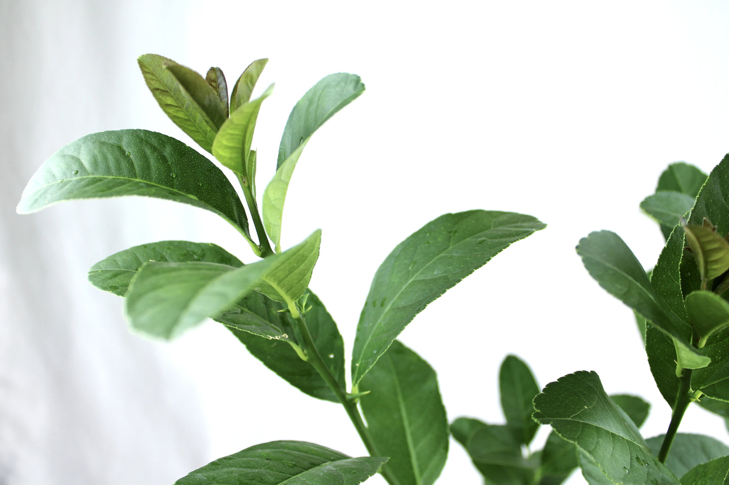 Buddha’s Hand, Citrus medica Var. Sarcodactylis