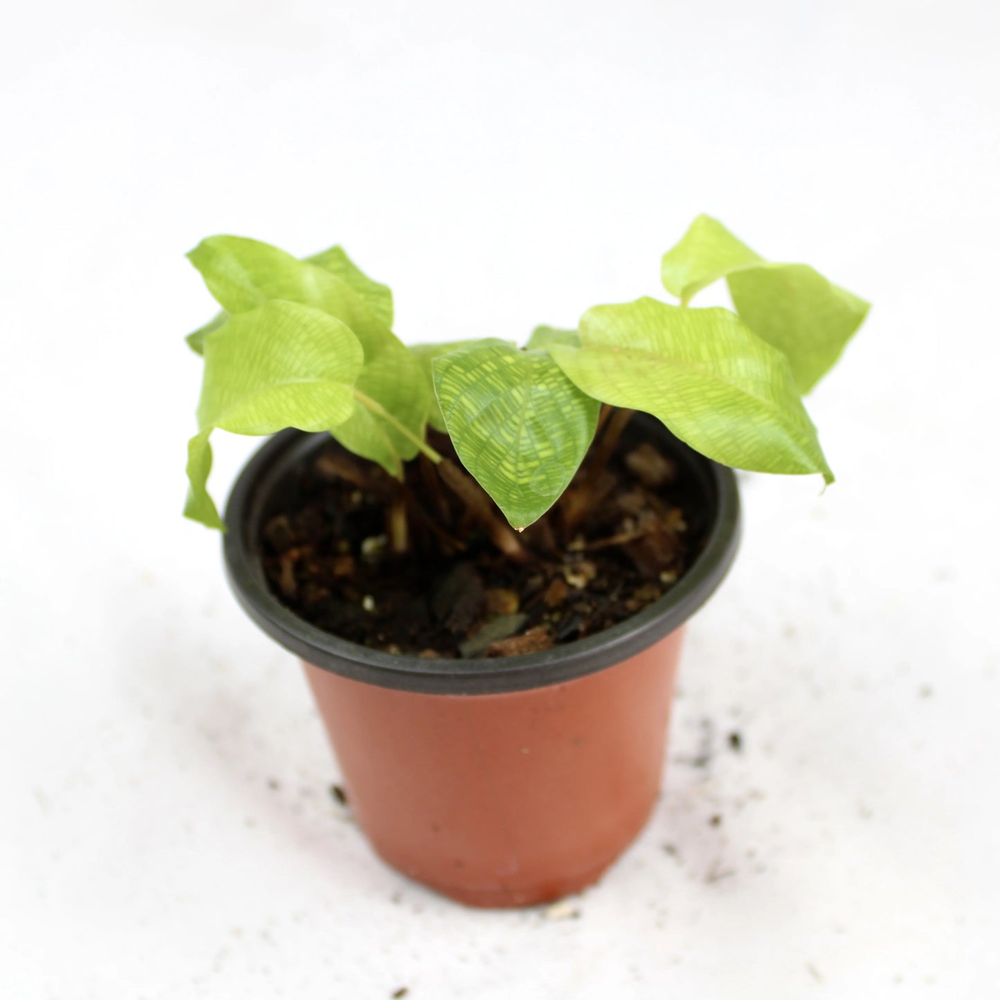 Calathea Network plant in pot showing intricate mosaic patterned leaves, indoor tropical houseplant for home décor