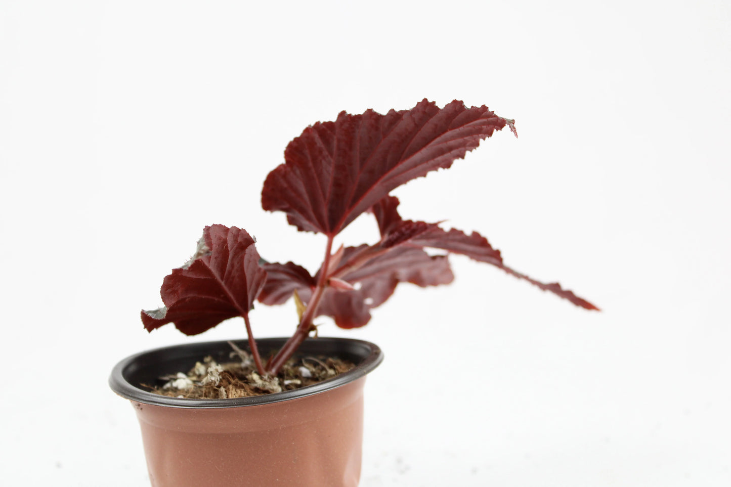 Cane-Begonia 'Black Magic'