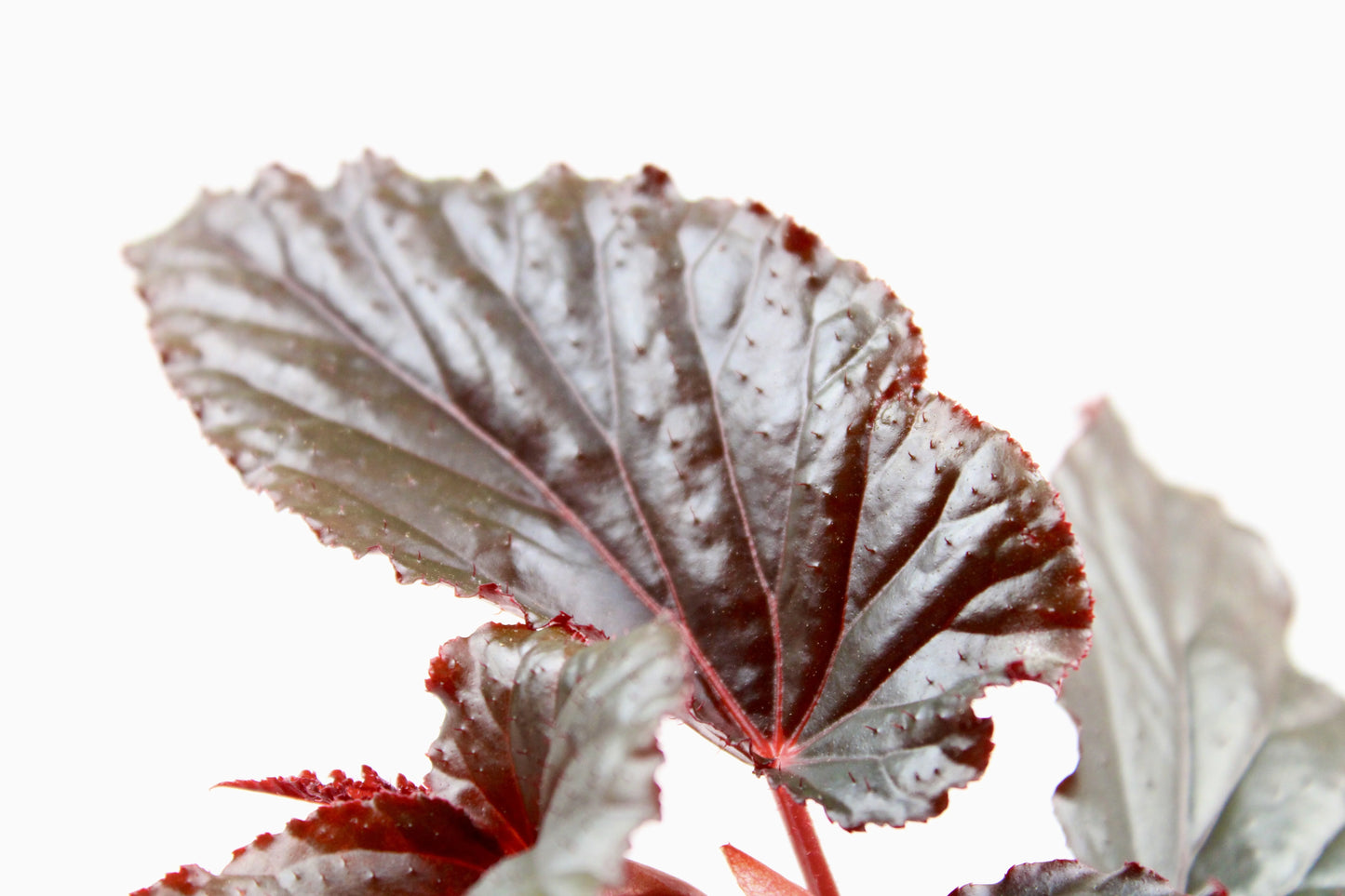 Cane-Begonia 'Black Magic'