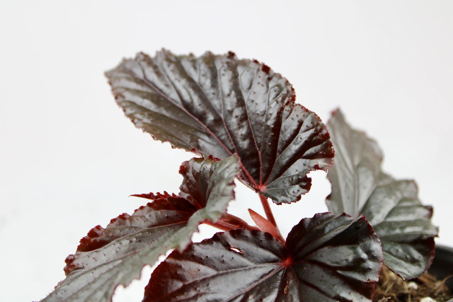 Cane-Begonia 'Black Magic'