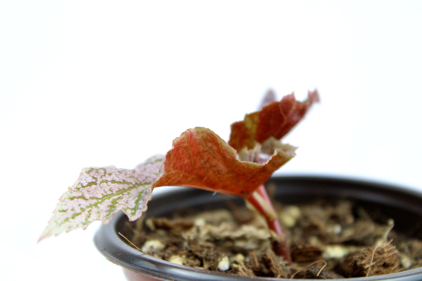 Cane-Begonia 'Little Miss Mummy'