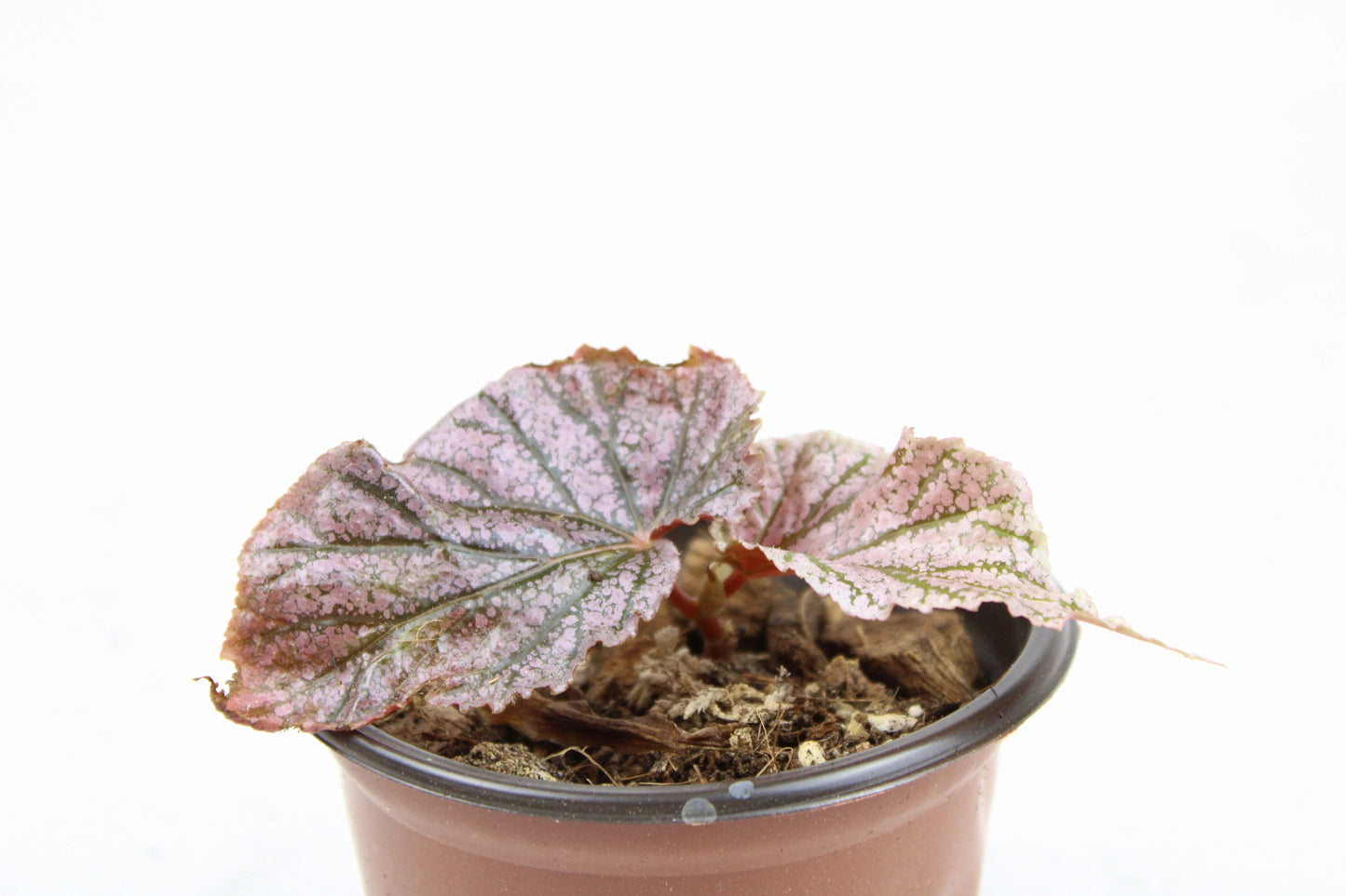 Cane-Begonia 'Little Miss Mummy'