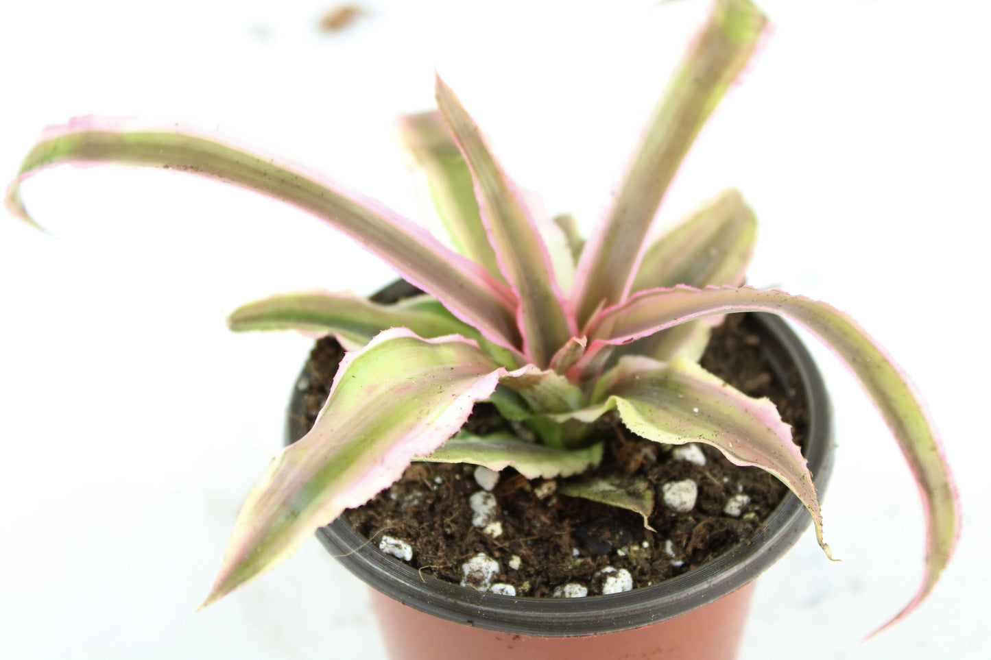 Cryptanthus Bivittatus, Earth Star