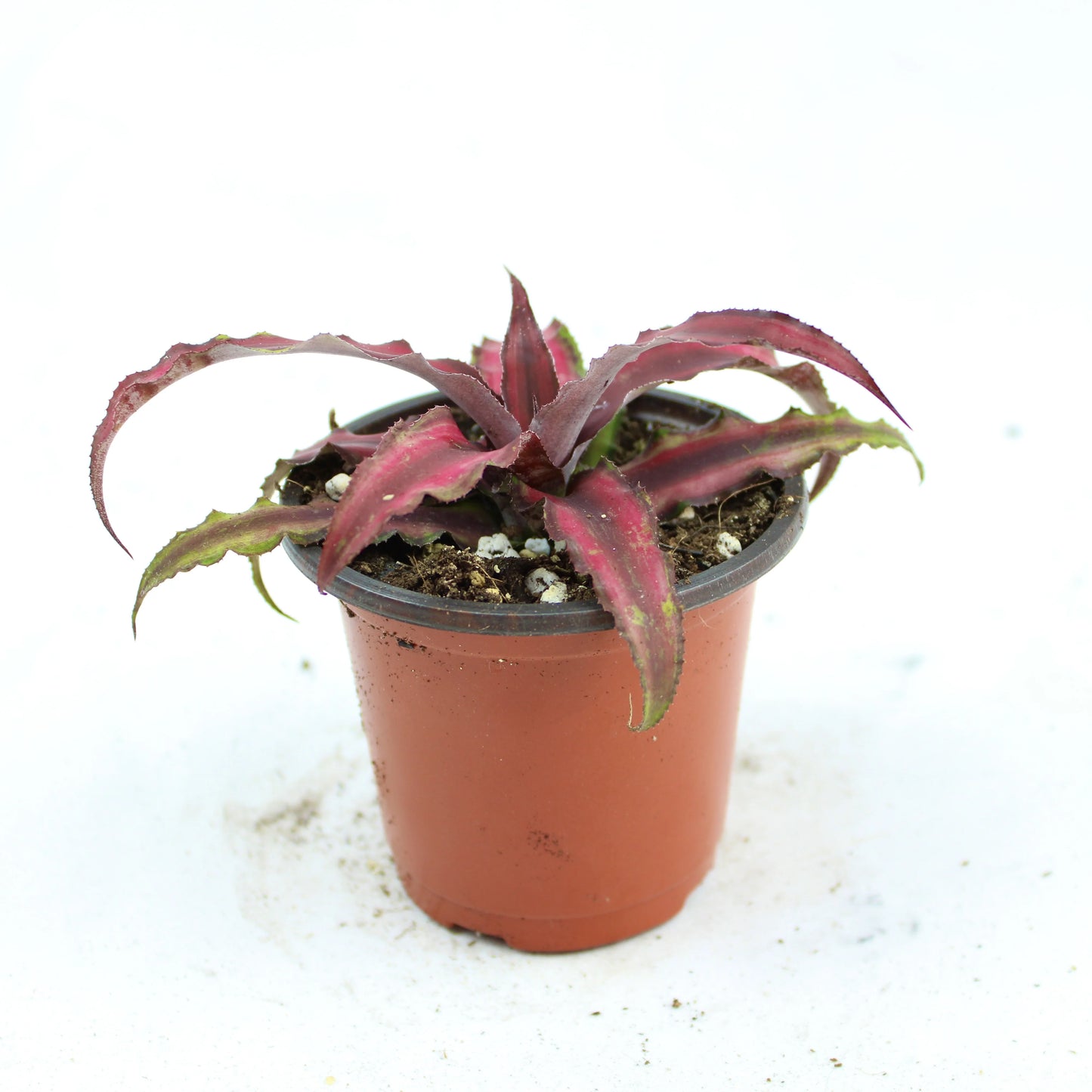 Cryptanthus Bivittatus, Earth Star