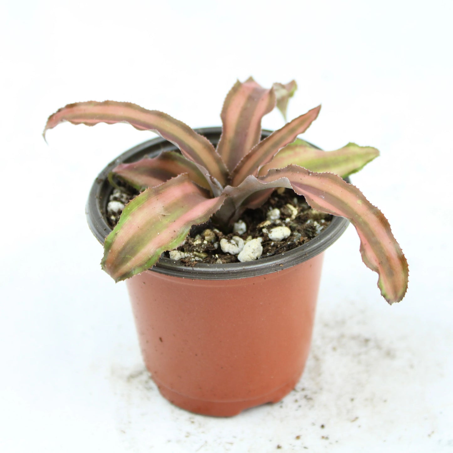 Cryptanthus Bivittatus, Earth Star