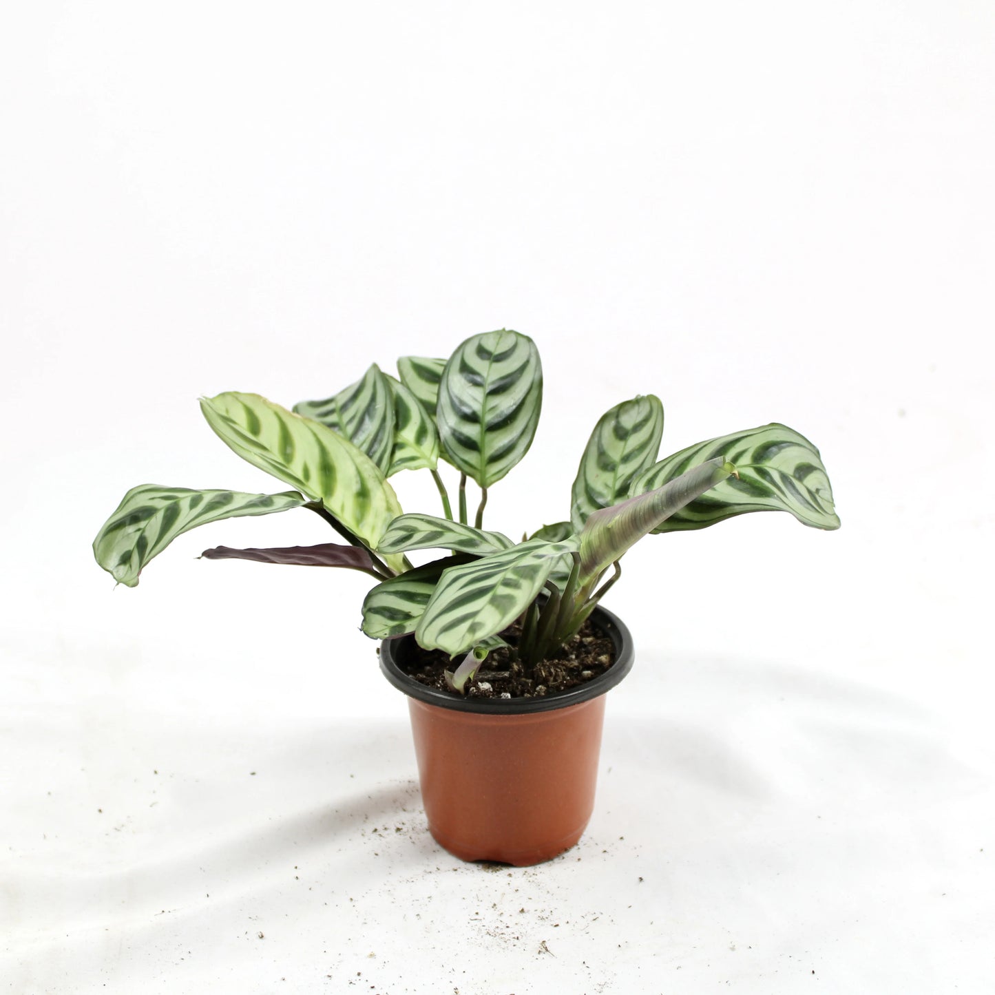 Ctenanthe Burle-Marxii