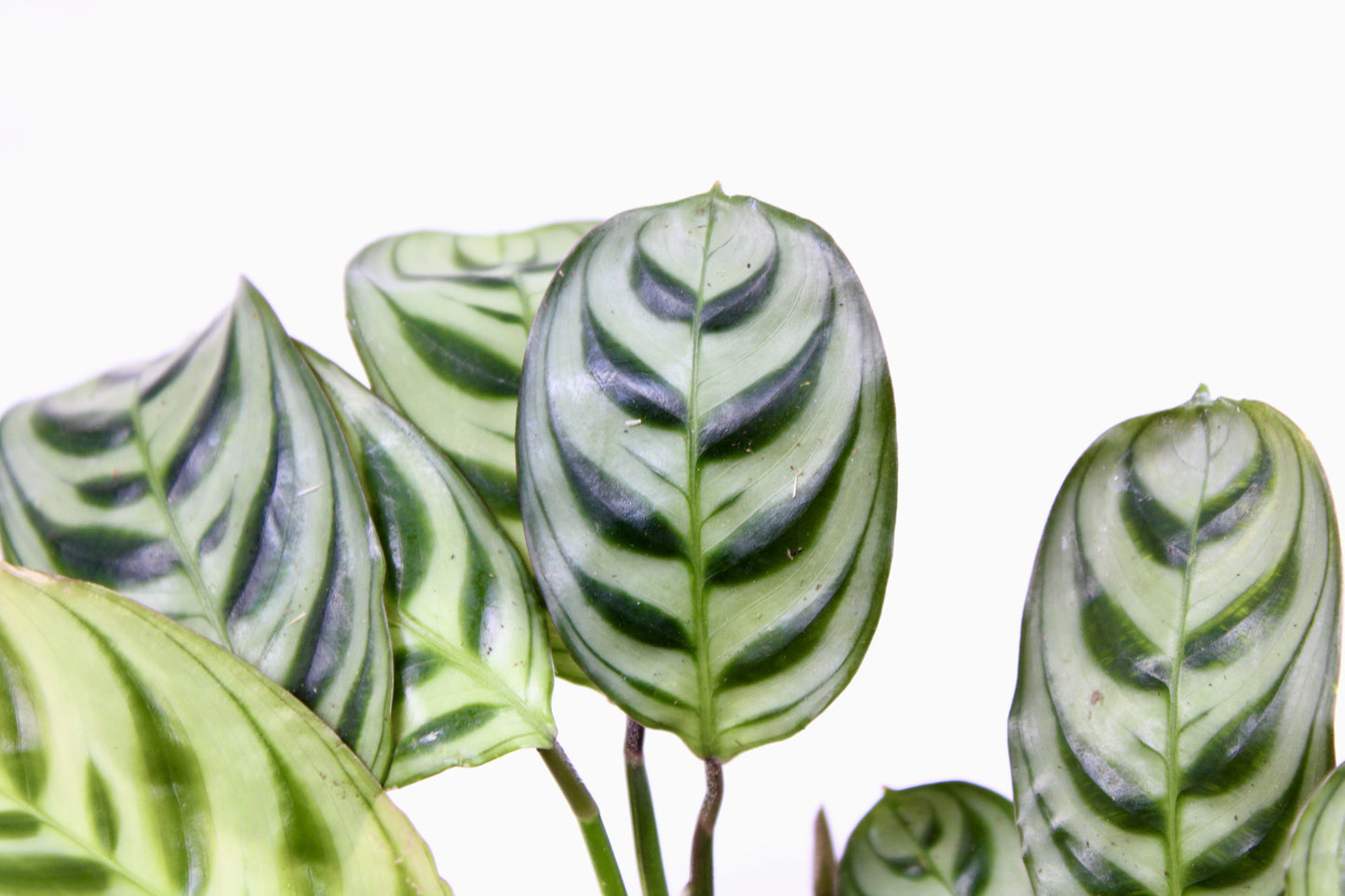 Ctenanthe Burle-Marxii