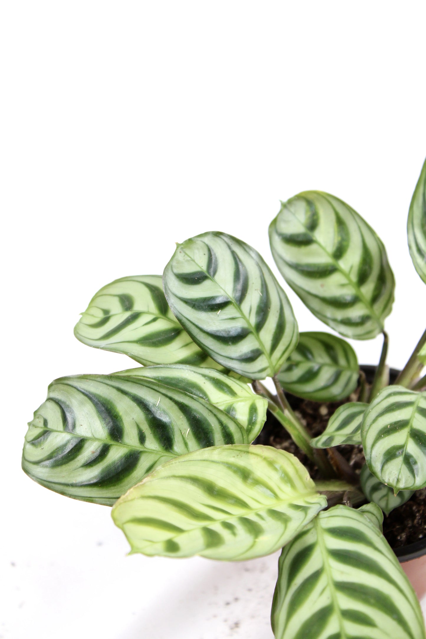 Ctenanthe Burle-Marxii