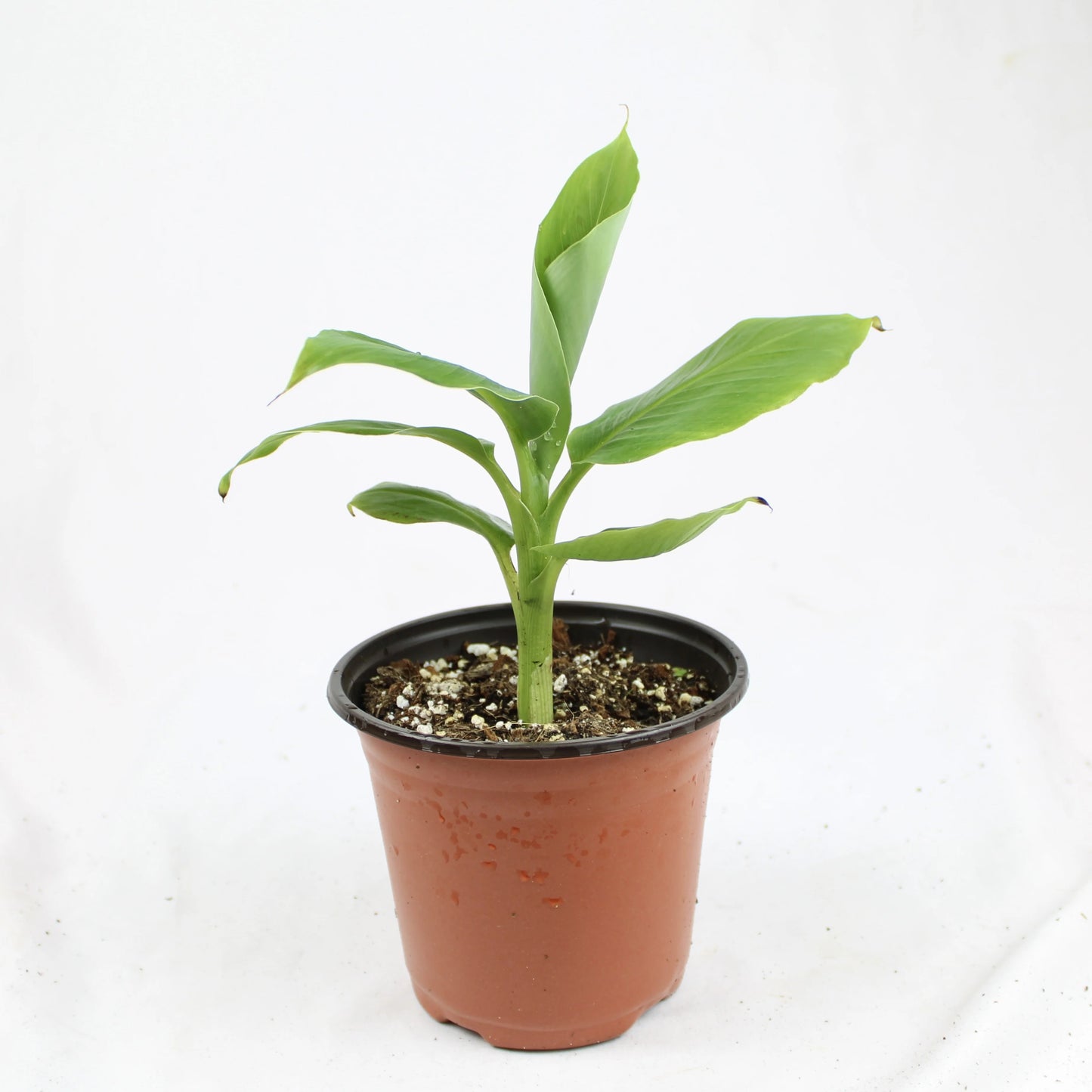 Dwarf Cavendish Banana (Musa acuminata ‘Dwarf cavendish’)