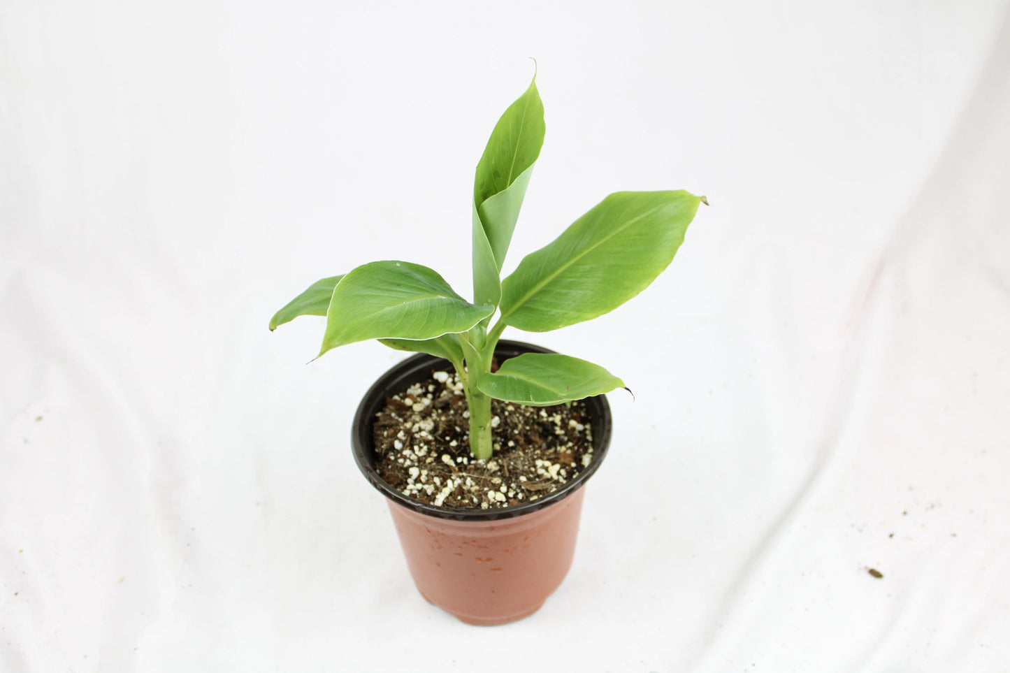 Dwarf Cavendish Banana (Musa acuminata ‘Dwarf cavendish’)