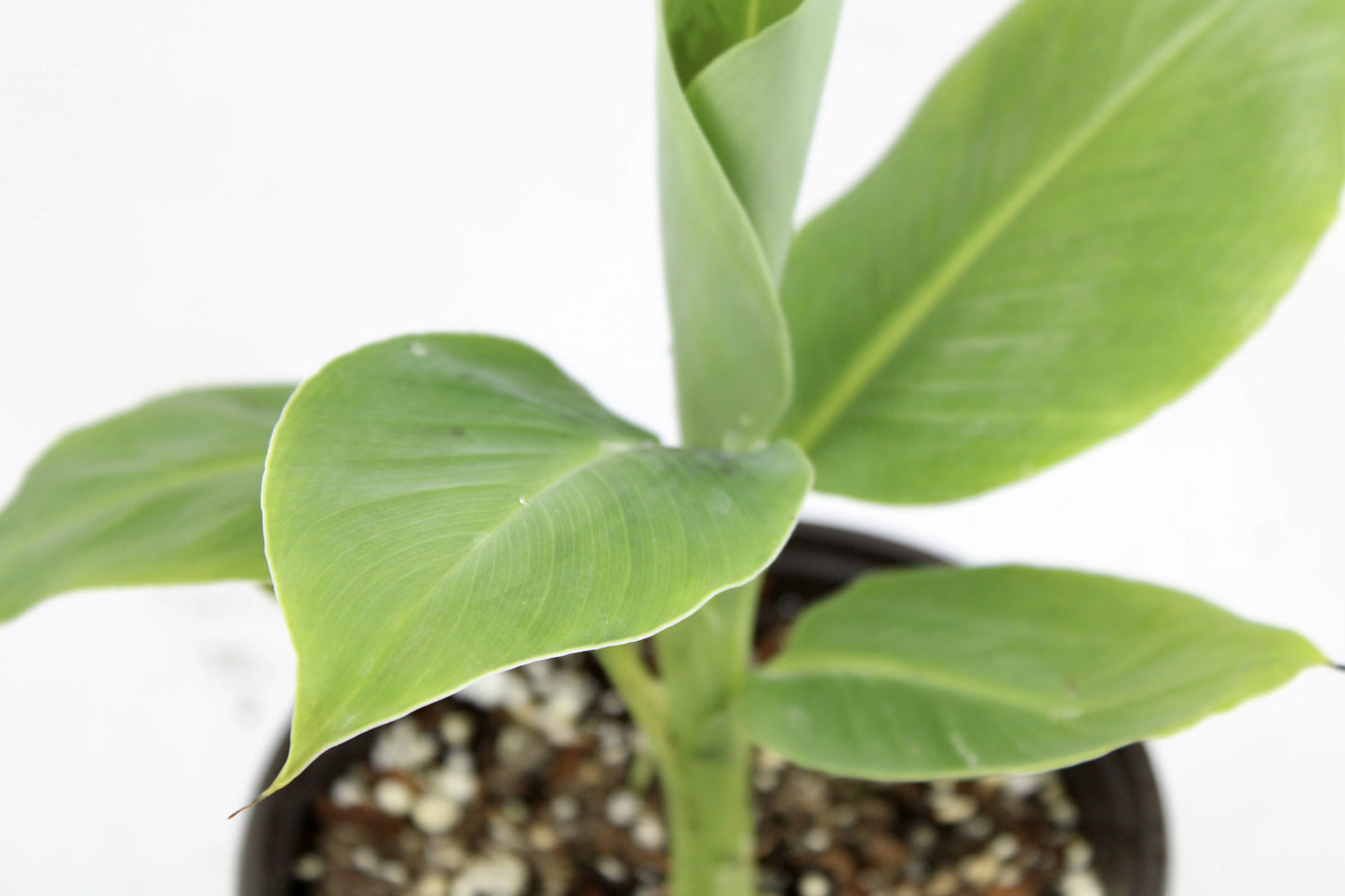 Dwarf Cavendish Banana (Musa acuminata ‘Dwarf cavendish’)