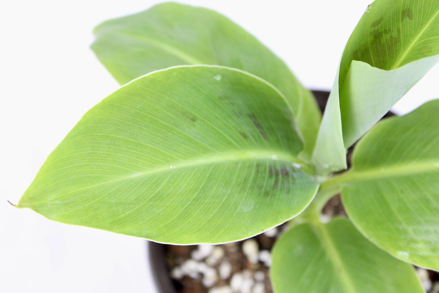 Dwarf Cavendish Banana (Musa acuminata ‘Dwarf cavendish’)