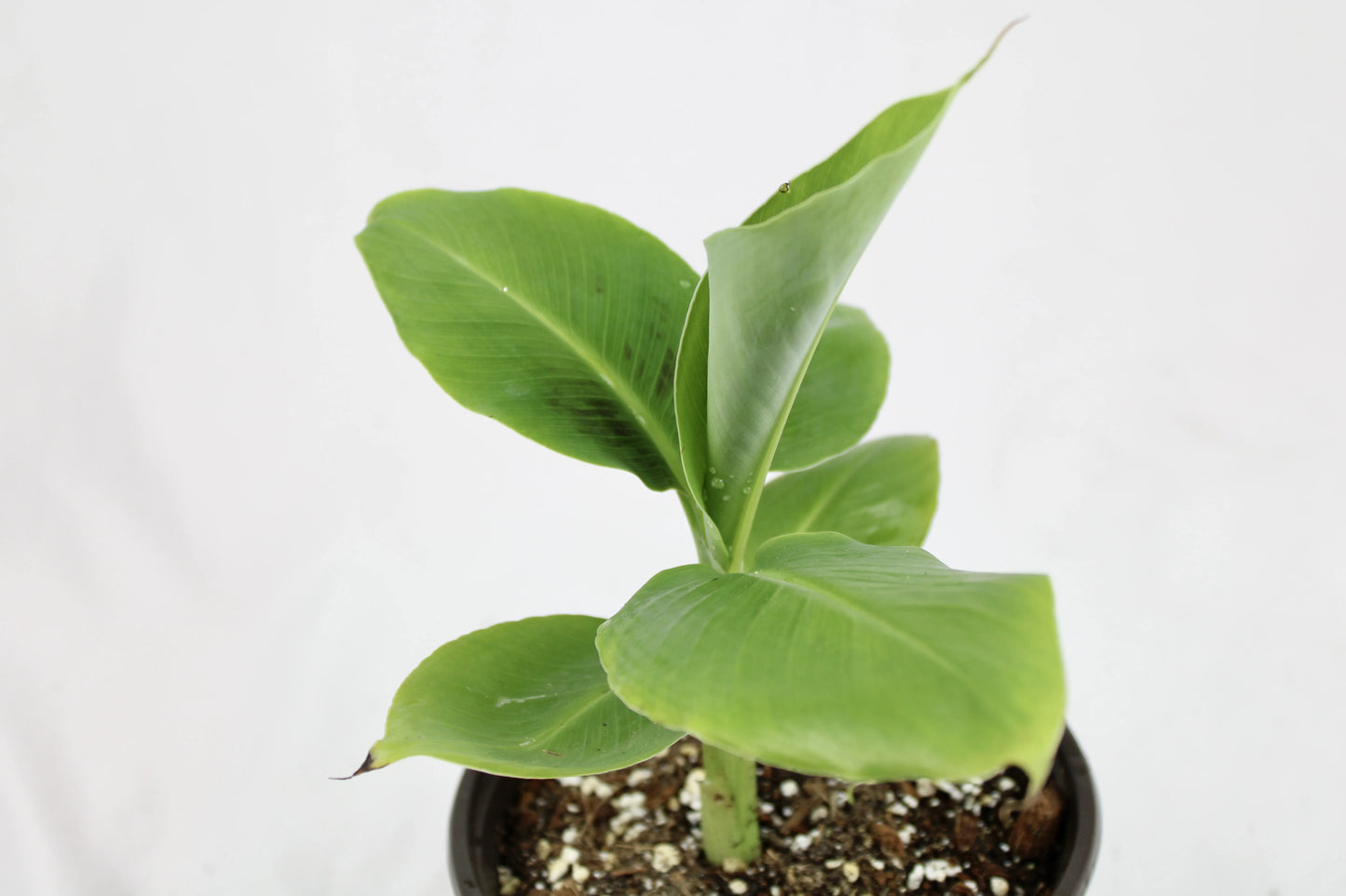Dwarf Cavendish Banana (Musa acuminata ‘Dwarf cavendish’)