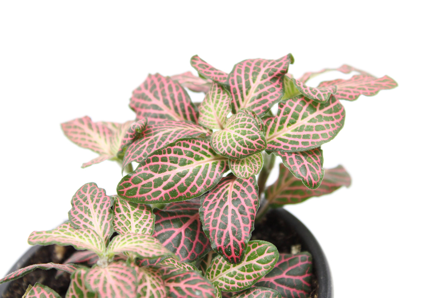 Fittonia Albivenis