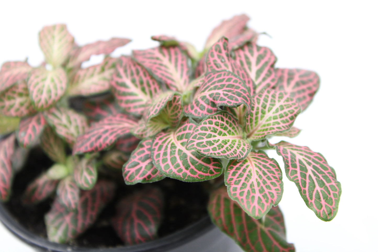 Fittonia Albivenis